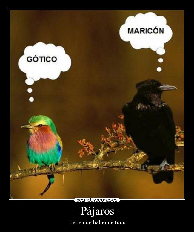 Pájaros - Tiene que haber de todo