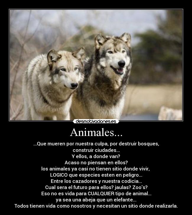 Animales... - ...Que mueren por nuestra culpa, por destruir bosques,
construir ciudades...
Y ellos, a donde van?
Acaso no piensan en ellos?
los animales ya casi no tienen sitio donde vivir,
LOGICO que especies esten en peligro...
Entre los cazadores y nuestra codicia...
Cual sera el futuro para ellos? jaulas? Zoos?
Eso no es vida para CUALQUIER tipo de animal...
ya sea una abeja que un elefante...
Todos tienen vida como nosotros y necesitan un sitio donde realizarla.