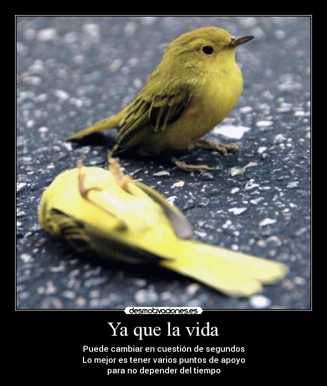 Ya que la vida - 