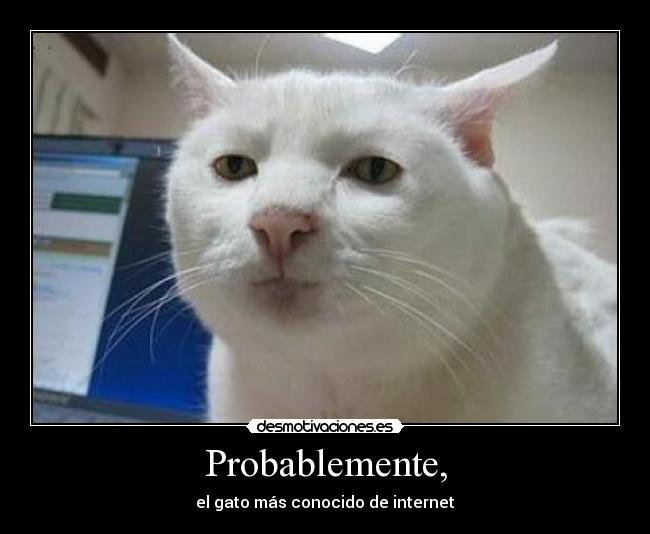 Probablemente, - el gato más conocido de internet