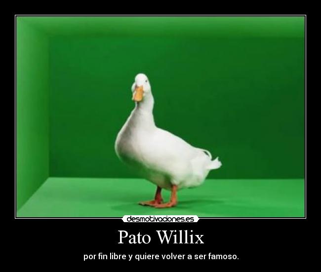 Pato Willix -
