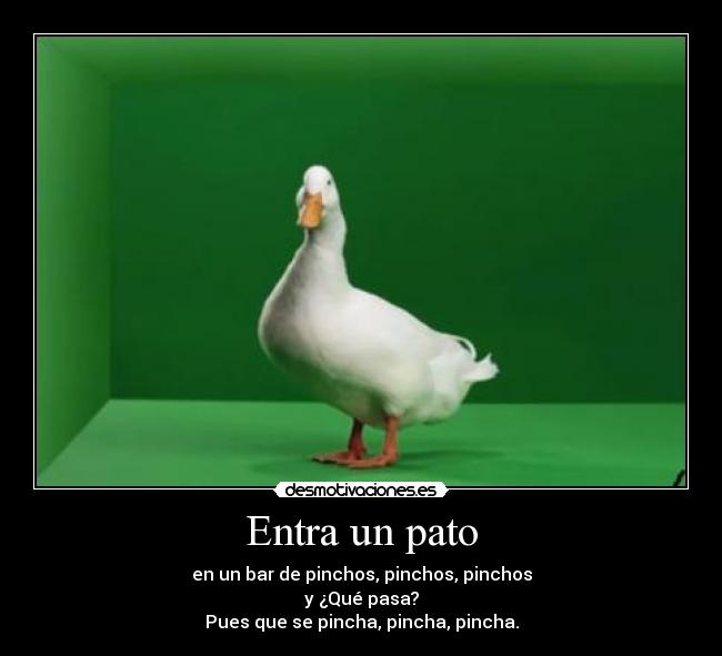 Entra un pato - 