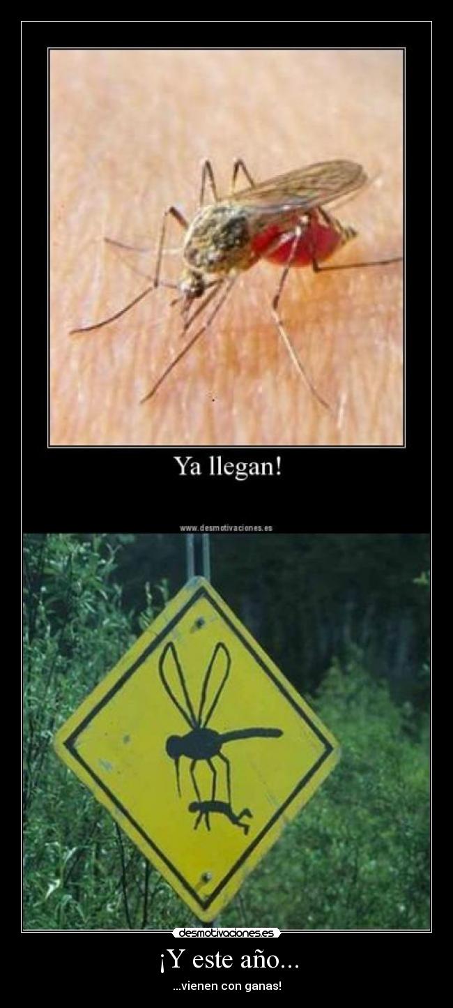 ¡Y este año... - ...vienen con ganas!