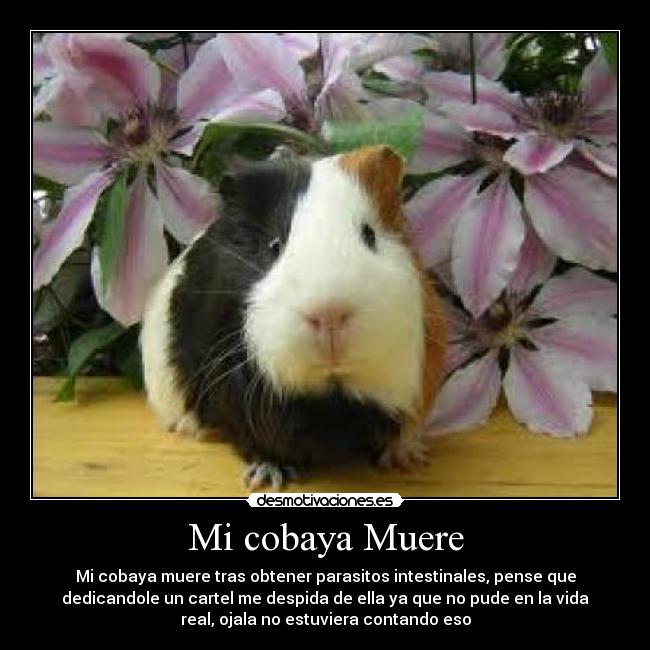 Mi cobaya Muere - 