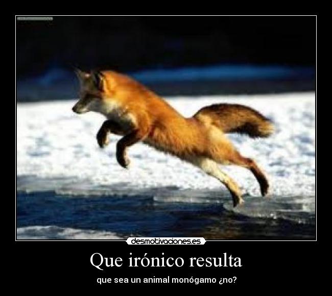 Que irónico resulta - que sea un animal monógamo ¿no?