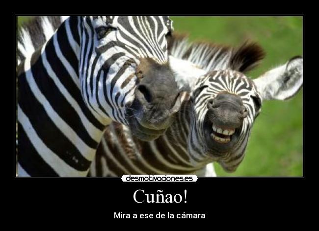 carteles zebras desmotivaciones