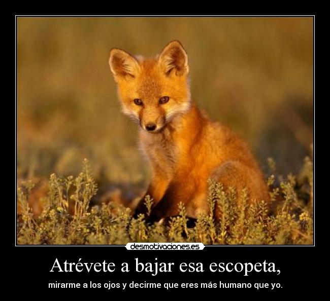 Atrévete a bajar esa escopeta, - mirarme a los ojos y decirme que eres más humano que yo.