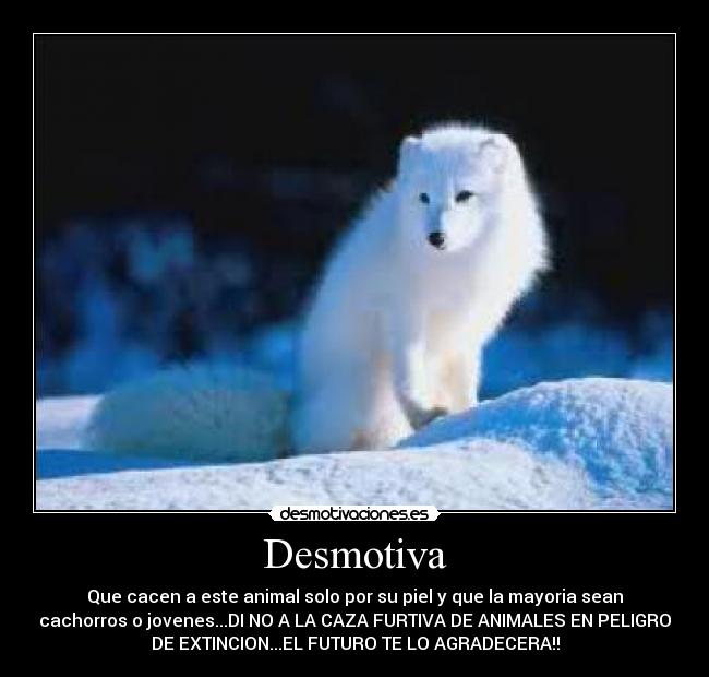 Desmotiva - Que cacen a este animal solo por su piel y que la mayoria sean
cachorros o jovenes...DI NO A LA CAZA FURTIVA DE ANIMALES EN PELIGRO
DE EXTINCION...EL FUTURO TE LO AGRADECERA!!