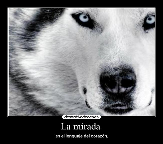 La mirada - es el lenguaje del corazón.