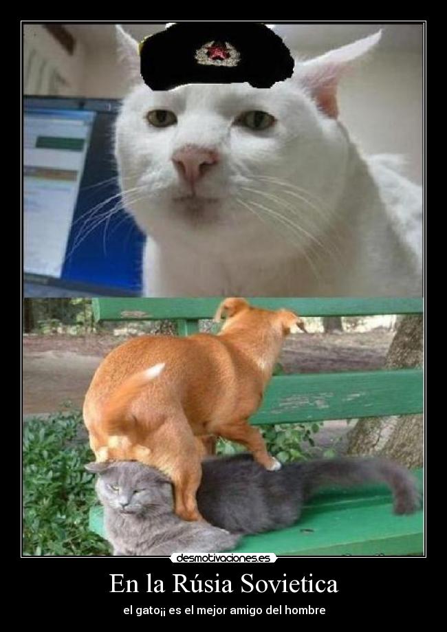 En la Rúsia Sovietica - el gato¡¡ es el mejor amigo del hombre