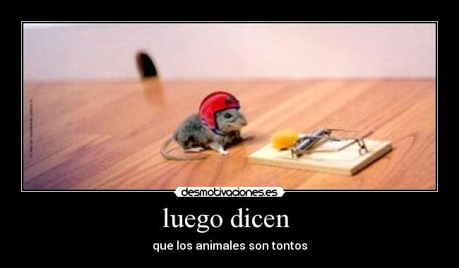 luego dicen - que los animales son tontos