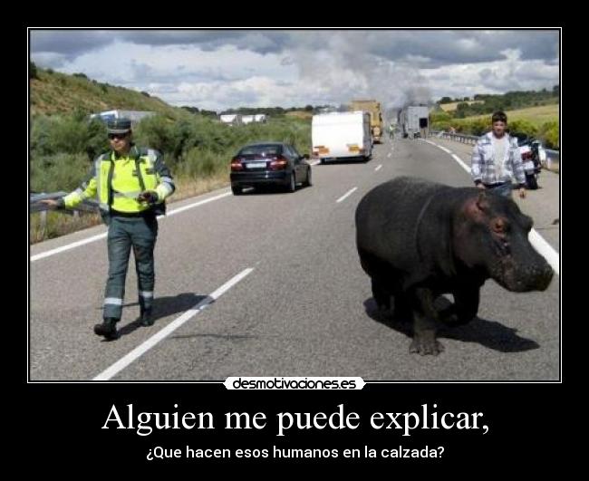 carteles hipopotamo animal explicar desmotivaciones