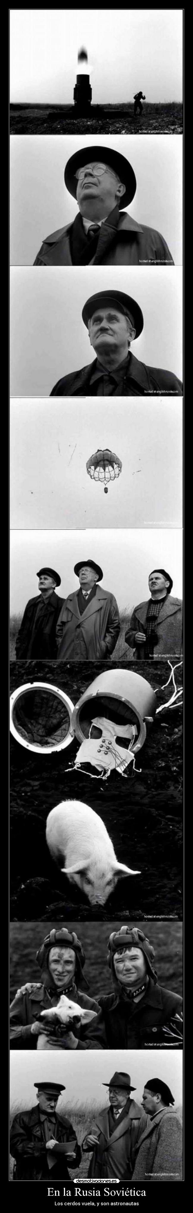 En la Rusia Soviética - Los cerdos vuela, y son astronautas