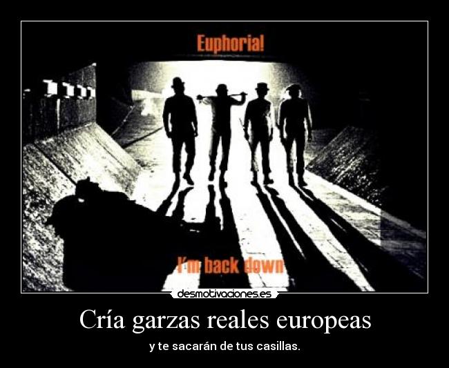 Cría garzas reales europeas - y te sacarán de tus casillas.