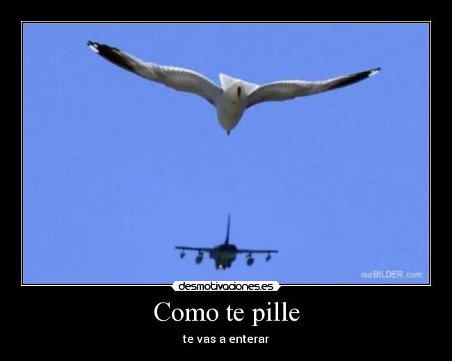 carteles gaviota desmotivaciones