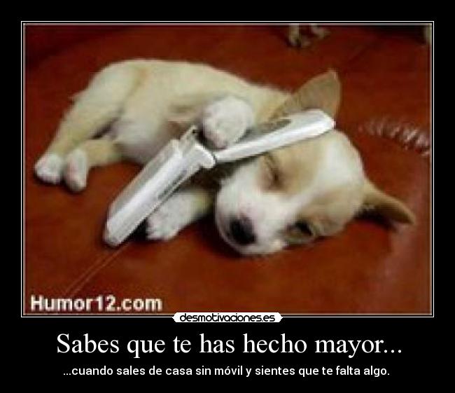 carteles perro movil desmotivaciones