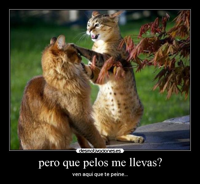 pero que pelos me llevas? - 