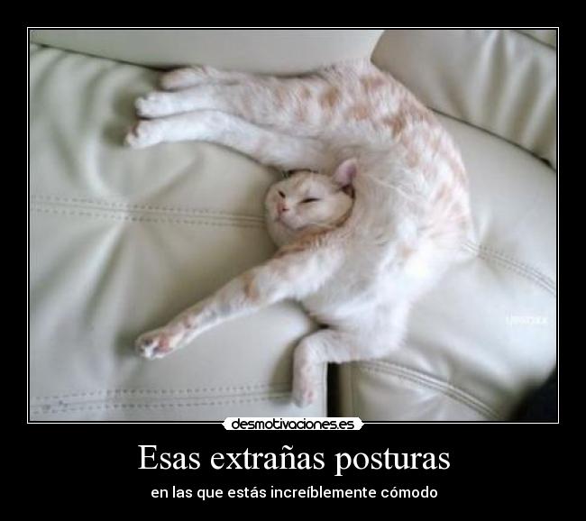 carteles extranas posturas comodas gato desmotivaciones