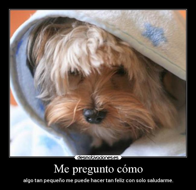 carteles pregunto como desmotivaciones