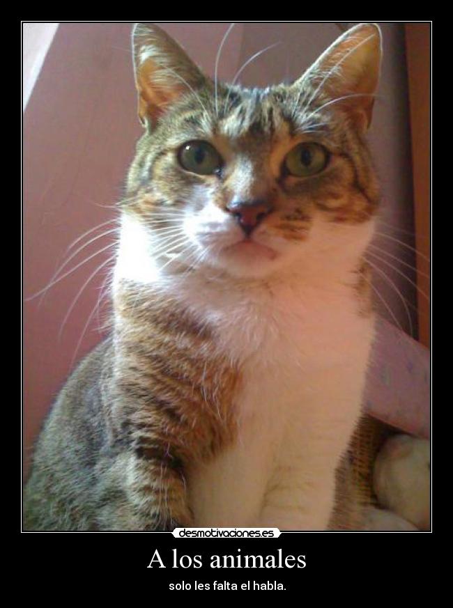A los animales -