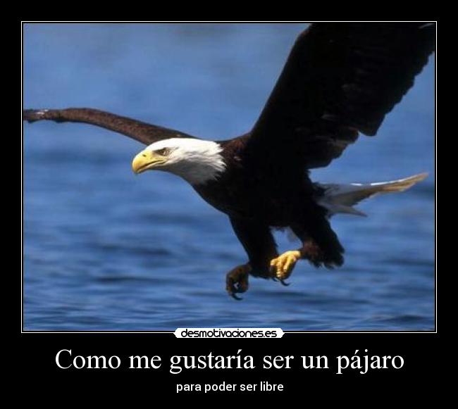 Como me gustaría ser un pájaro -