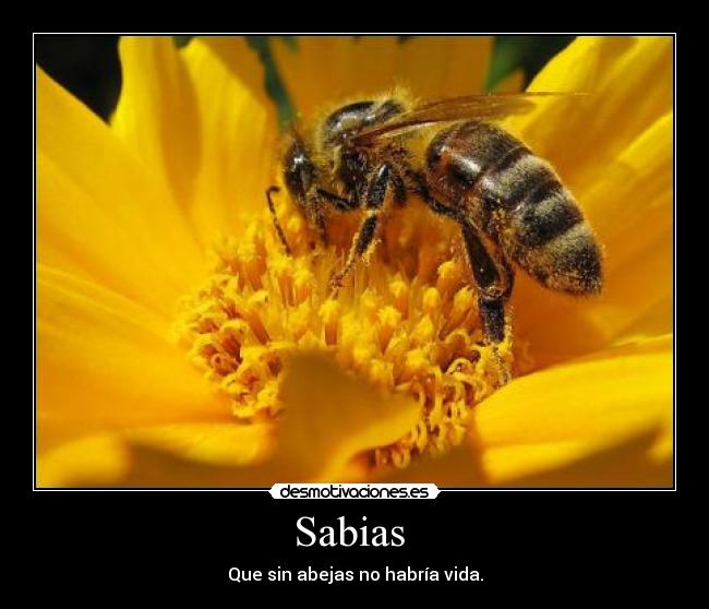 Sabias  - Que sin abejas no habría vida.