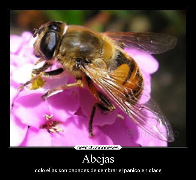 Abejas - solo ellas son capaces de sembrar el panico en clase