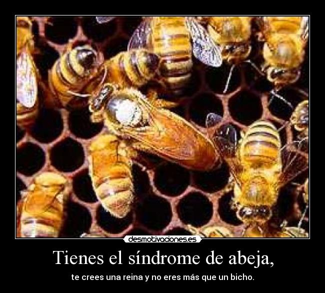 Tienes el síndrome de abeja, - te crees una reina y no eres más que un bicho.