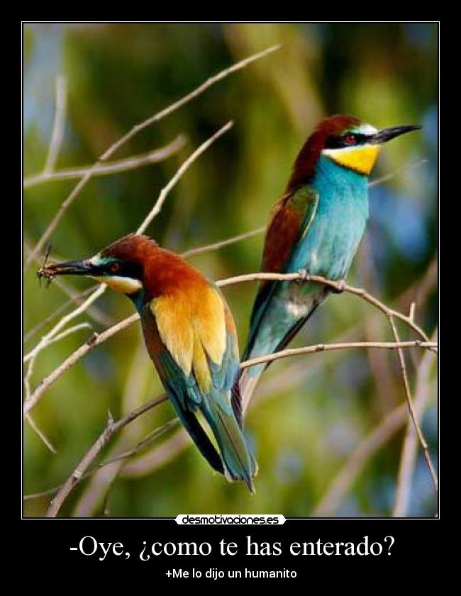 -Oye, ¿como te has enterado? -