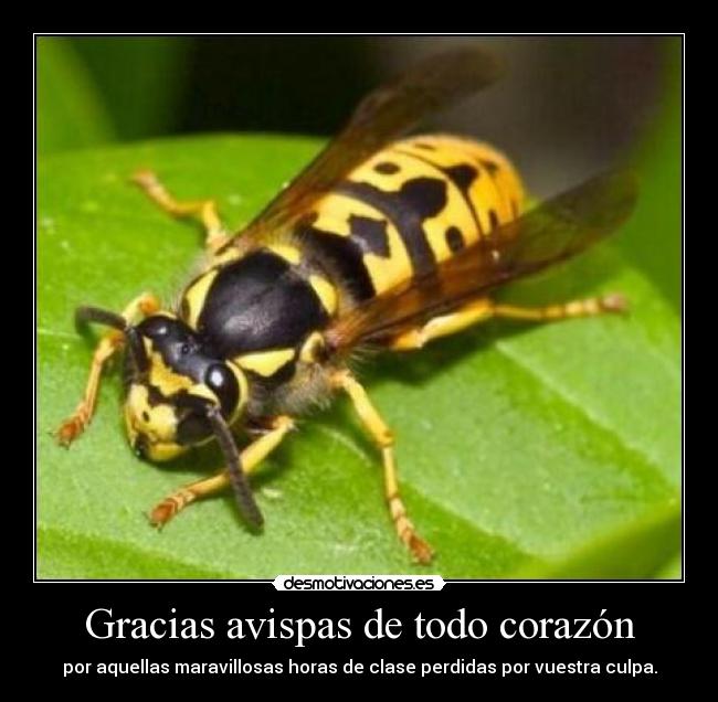 Gracias avispas de todo corazón -