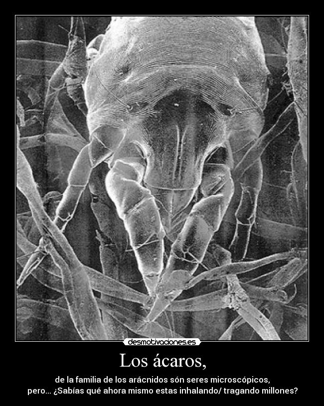 Los ácaros, - 