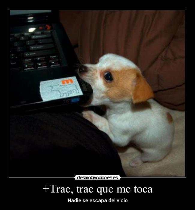 carteles trae toca nadie vicio escapa perrito perro desmotivaciones desmotivaciones