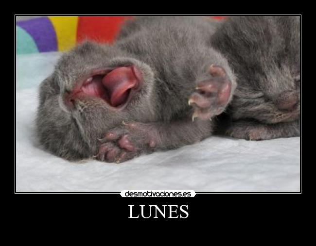 LUNES - 