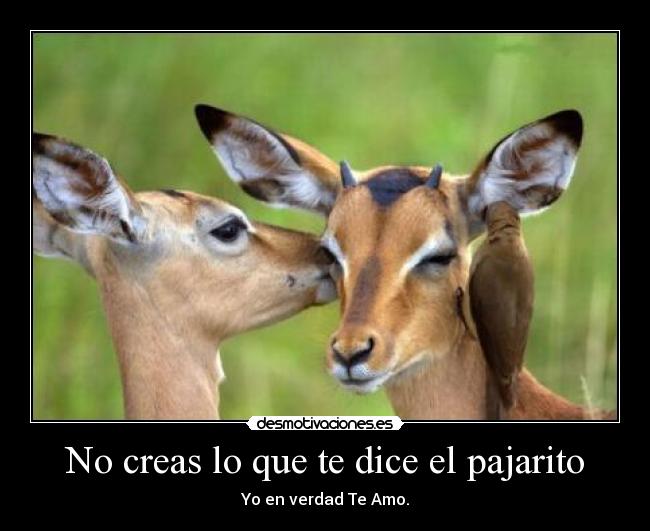 No creas lo que te dice el pajarito -