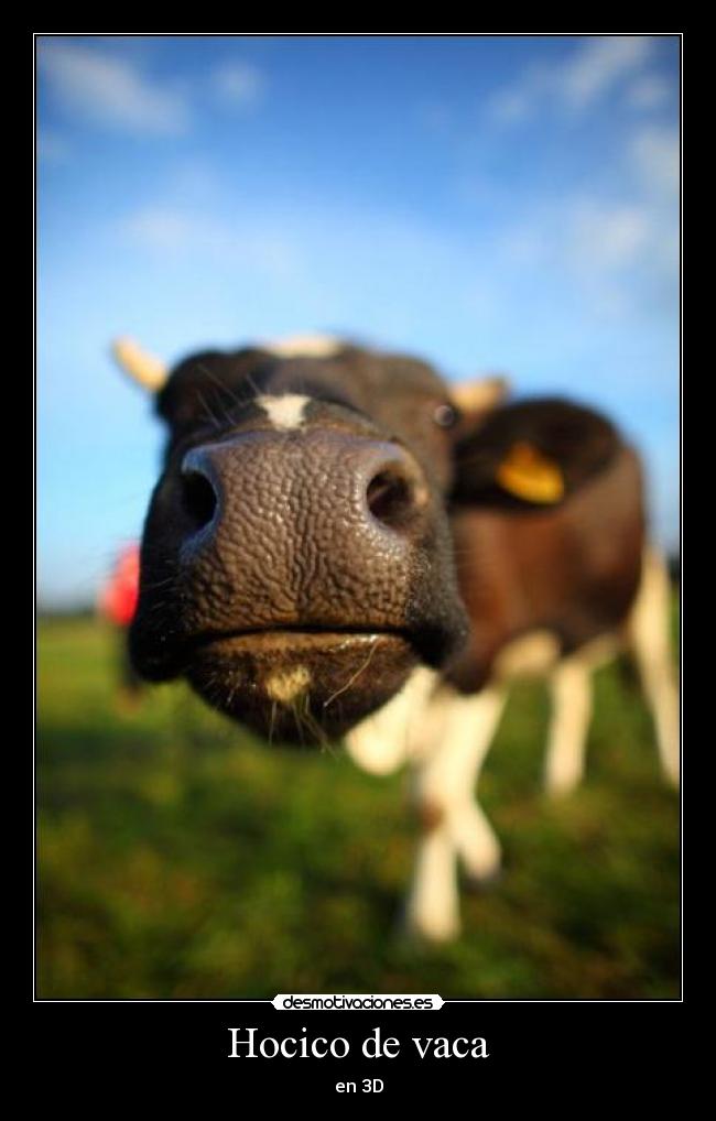 Hocico de vaca - en 3D