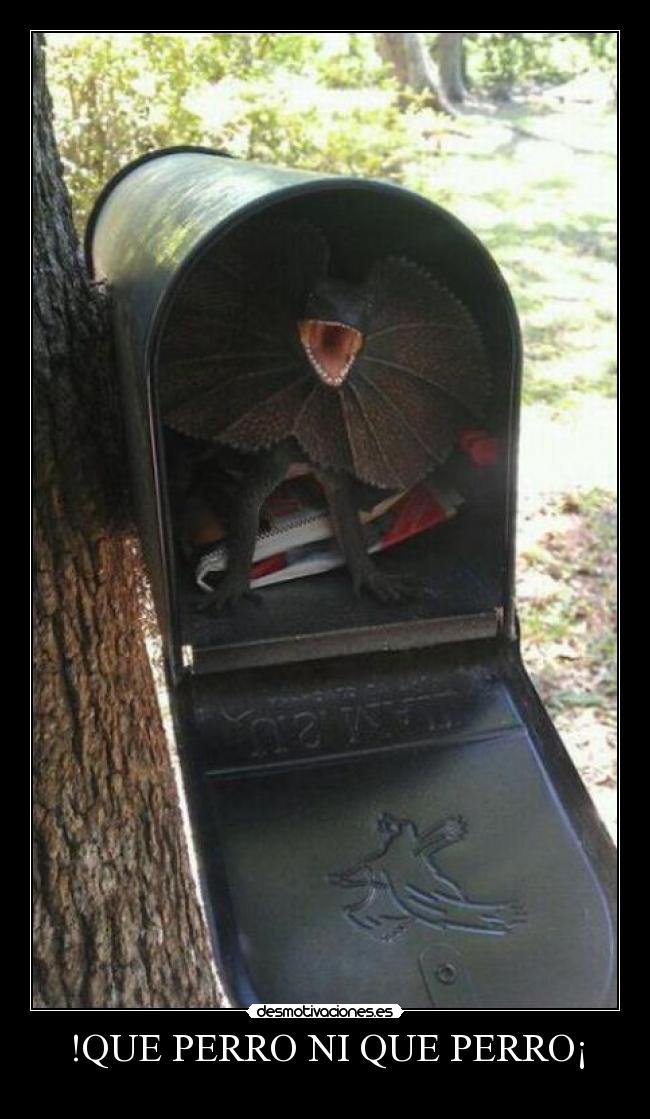 !QUE PERRO NI QUE PERRO¡ -