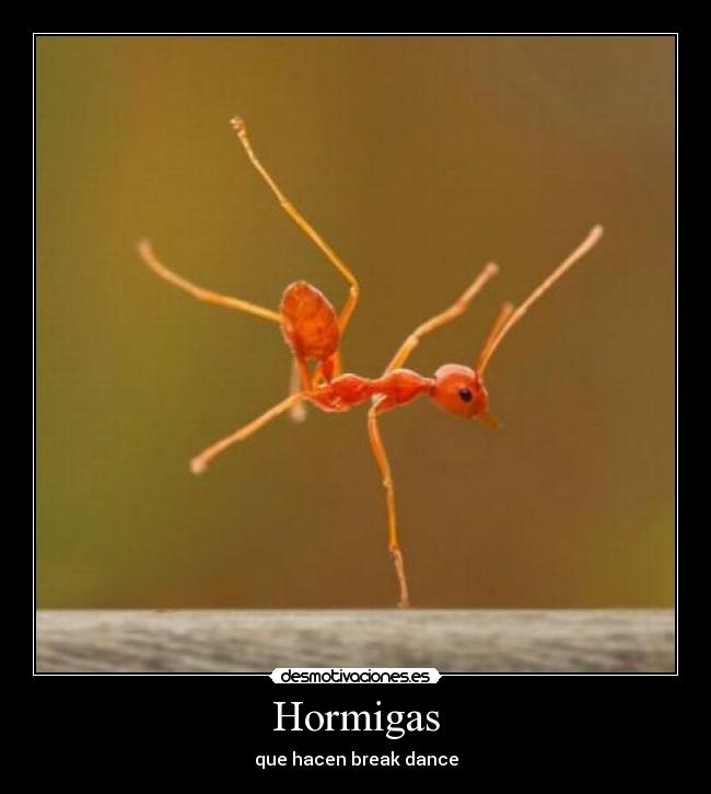 Hormigas - que hacen break dance