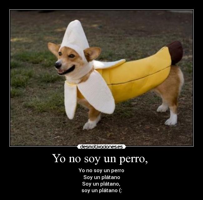 Yo no soy un perro,  - 