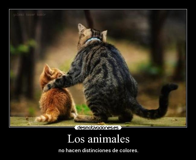 Los animales - no hacen distinciones de colores.