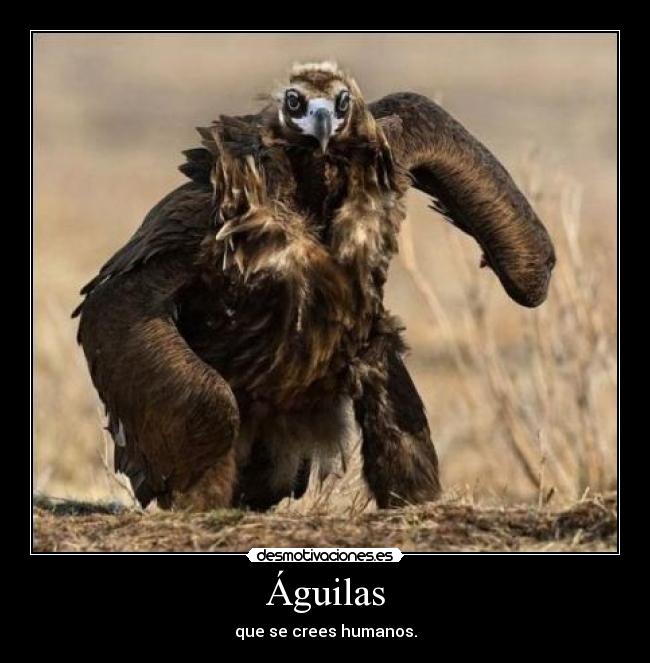 Águilas - que se crees humanos.
