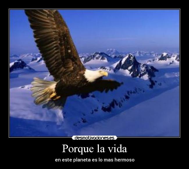 Porque la vida - 