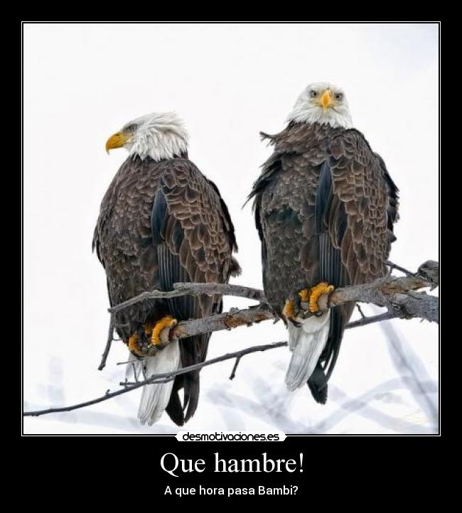 Que hambre! - A que hora pasa Bambi?