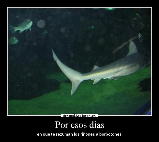 Por esos días - en que te rezuman los riñones a borbotones.