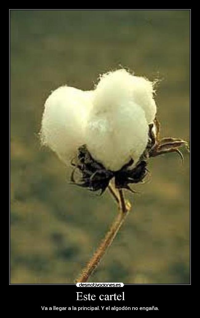 Este cartel - Va a llegar a la principal. Y el algodón no engaña.