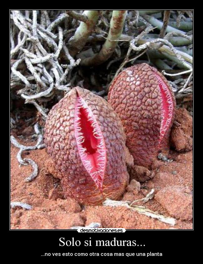 Solo si maduras... -