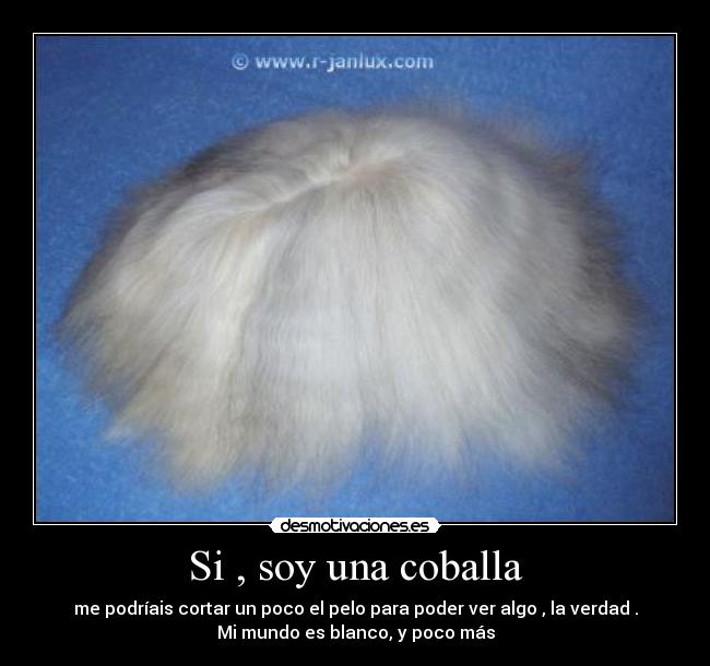 Si , soy una coballa - me podríais cortar un poco el pelo para poder ver algo , la verdad .
Mi mundo es blanco, y poco más