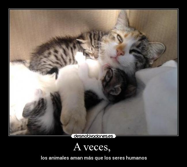 carteles animales amor desmotivaciones