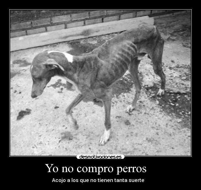 Yo no compro perros -