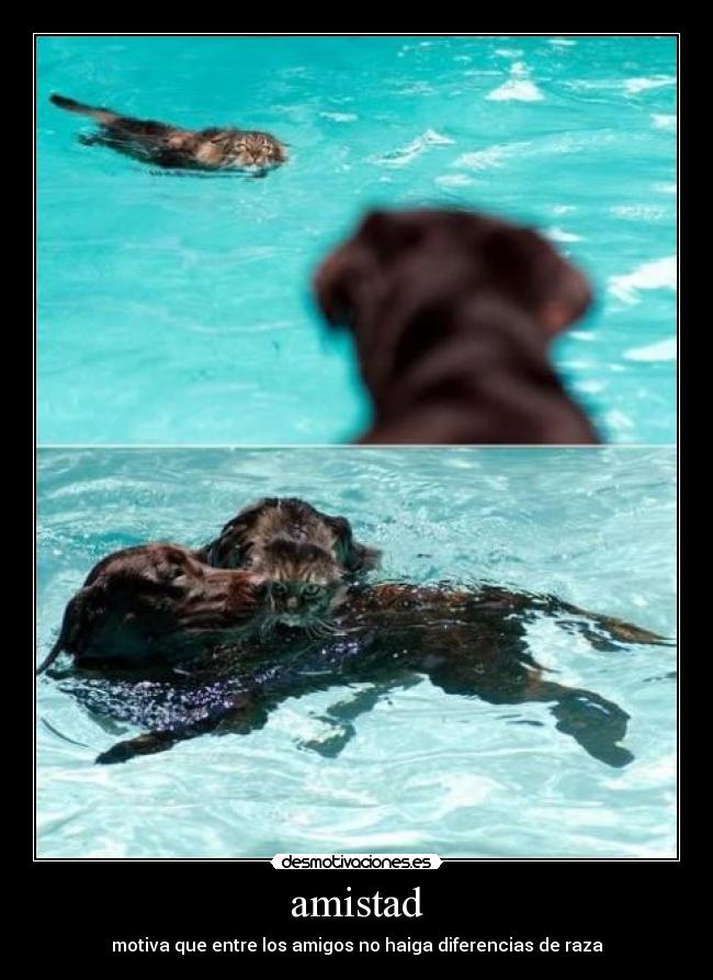 amistad - motiva que entre los amigos no haiga diferencias de raza