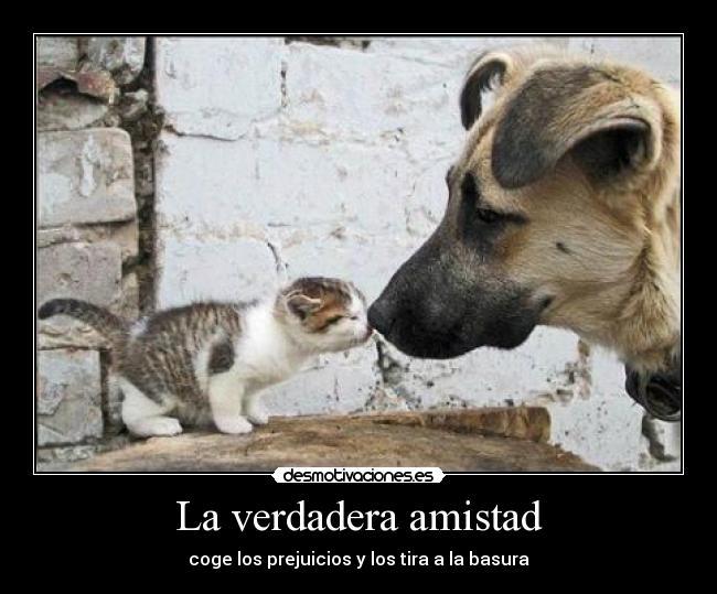 carteles amistad verdadera amistad desmotivaciones